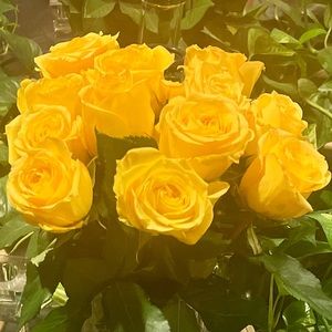 Meet your Posher, Nana